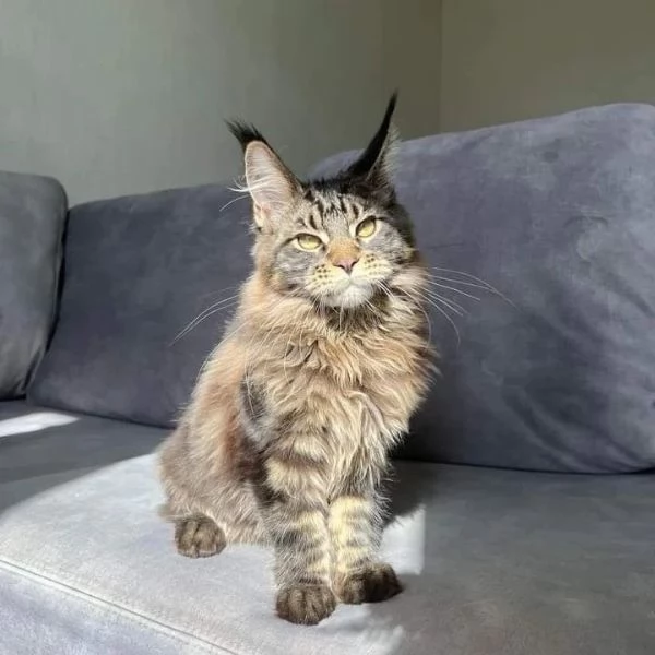 gattini di razza maine coon in vendita | Foto 4