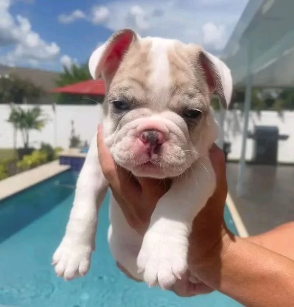  3 cuccioli di bulldog francese