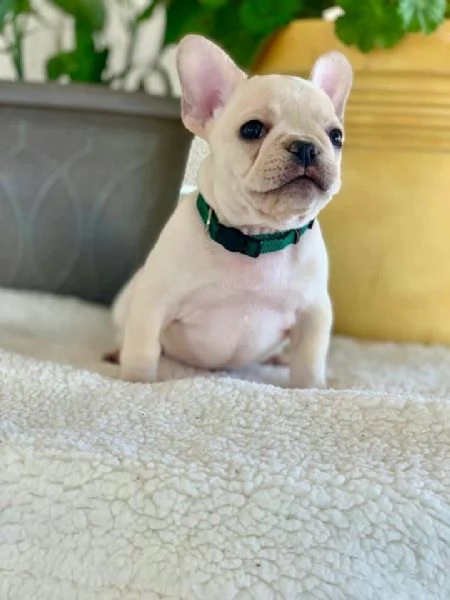 cucciolo di bulldog francese