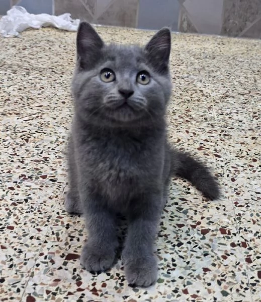 Due British shorthair