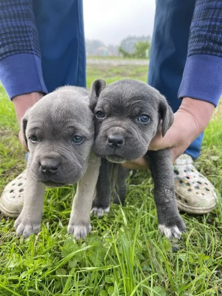 Cucciolo cane corso