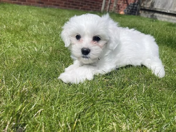 Maltese toy cuccioli