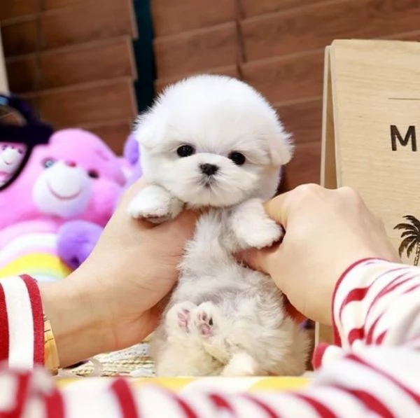 CUCCIOLI MALTESE TOY | Foto 0