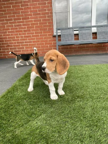 Regala dei cuccioli di Beagle | Foto 2