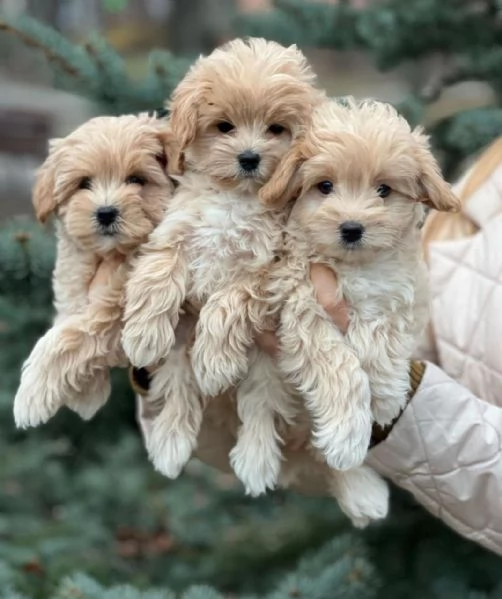 Cuccioli di Maltipoo