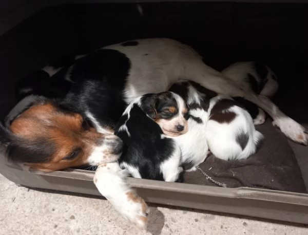 Cuccioli incrocio spring spaniel e breton