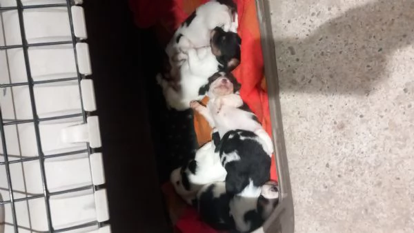 Cuccioli incrocio spring spaniel e breton | Foto 1