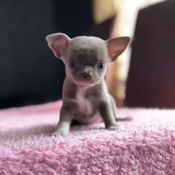 Cuccioli di chihuahua di razza maschi e femmine attivi disponibili per adozione, inviare messaggio c | Foto 1