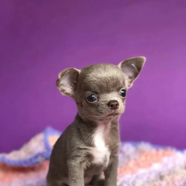 Cuccioli di chihuahua di razza maschi e femmine attivi disponibili per adozione, inviare messaggio c