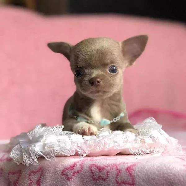 Cuccioli di chihuahua di razza maschi e femmine attivi disponibili per adozione, inviare messaggio c | Foto 0