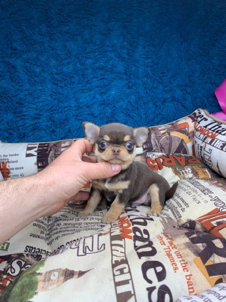 Cuccioli di chihuahua di razza maschi e femmine attivi disponibili per adozione, inviare messaggio c | Foto 2