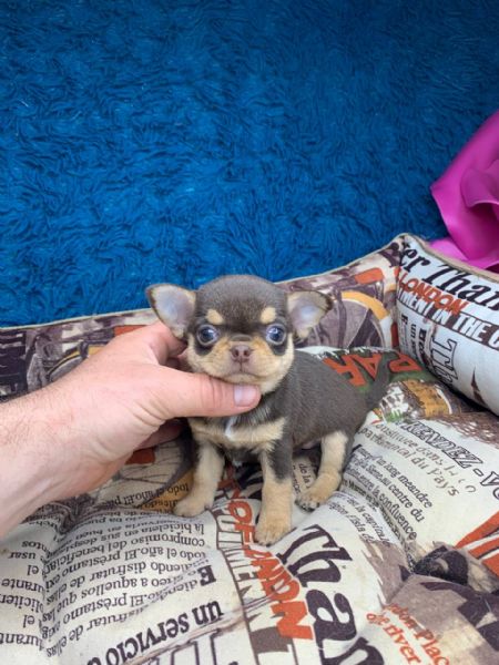 Cuccioli di chihuahua di razza maschi e femmine attivi disponibili per adozione, inviare messaggio c | Foto 1