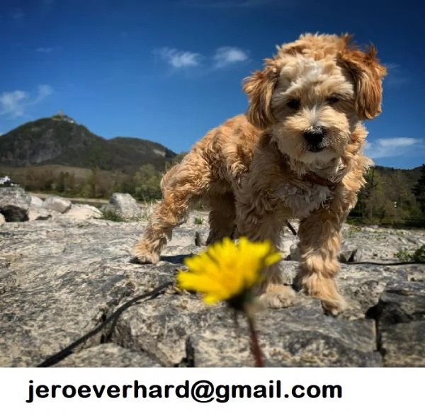 Regalo Cuccioli di ​Maltipoo