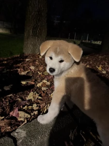 Vendo cucciolo di Akita Inu  | Foto 5