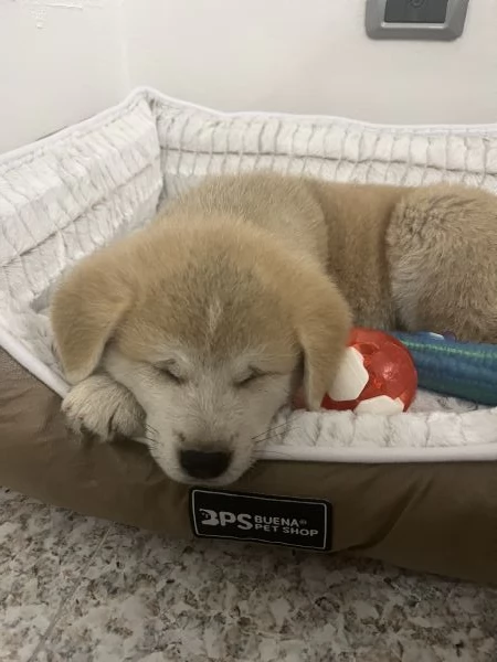 Vendo cucciolo di Akita Inu  | Foto 2