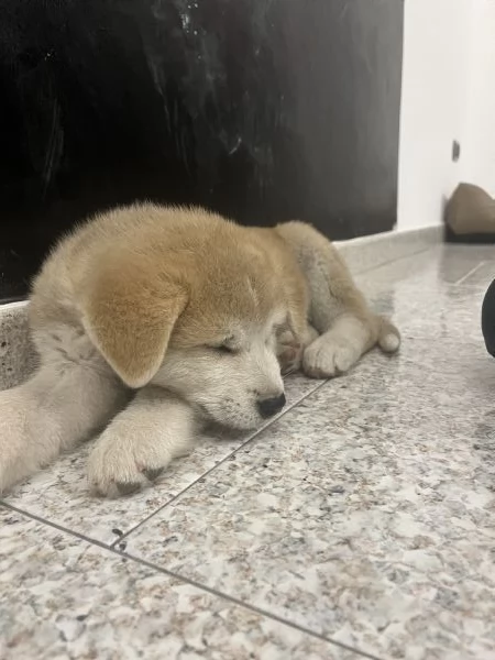 Vendo cucciolo di Akita Inu  | Foto 1