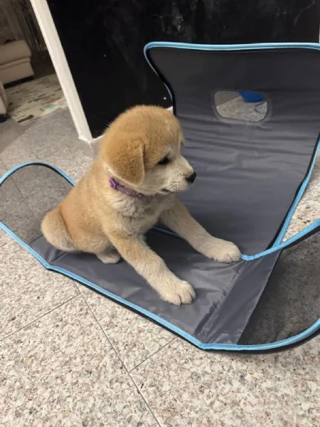 Vendo cucciolo di Akita Inu  | Foto 0