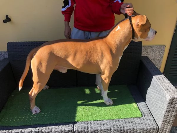 Vendo Amstaff  | Foto 6