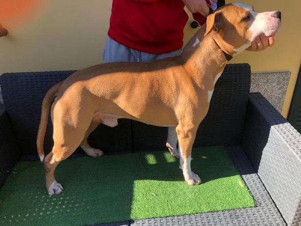 Vendo Amstaff  | Foto 5