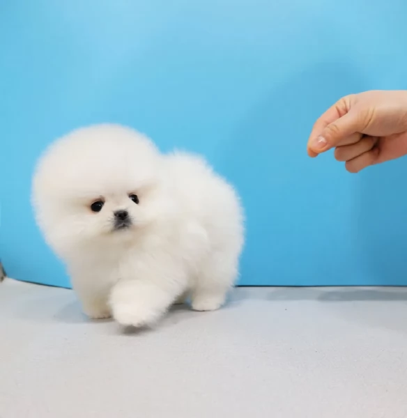 Bellissimi cuccioli di Pomerania mini Toy maschi e femmine | Foto 3