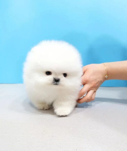 Bellissimi cuccioli di Pomerania mini Toy maschi e femmine | Foto 2