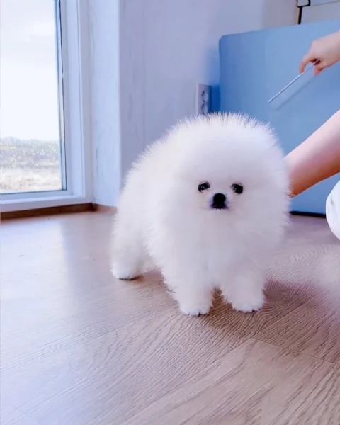 Bellissimi cuccioli di Pomerania mini Toy maschi e femmine | Foto 1