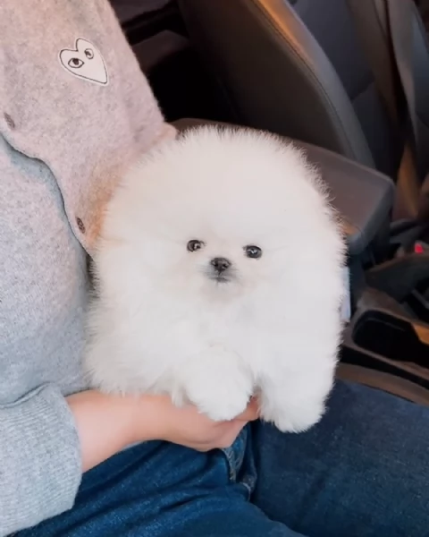 Bellissimi cuccioli di Pomerania mini Toy maschi e femmine