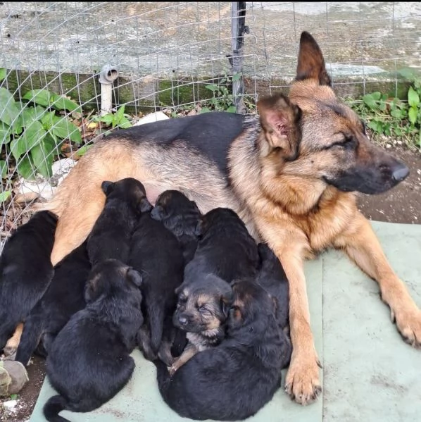 DISPONIBILI CUCCIOLI DI PASTORE TEDESCO  | Foto 2