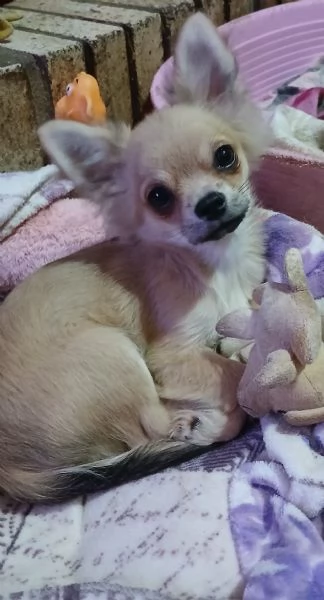 Chihuahua 