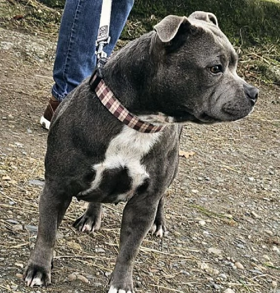 Staffordshire Bull Terrier 