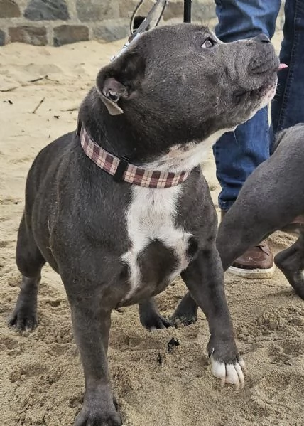 Staffordshire Bull Terrier  | Foto 0