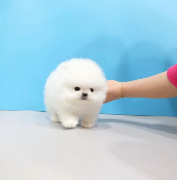 Adorabili cuccioli di Pomerania