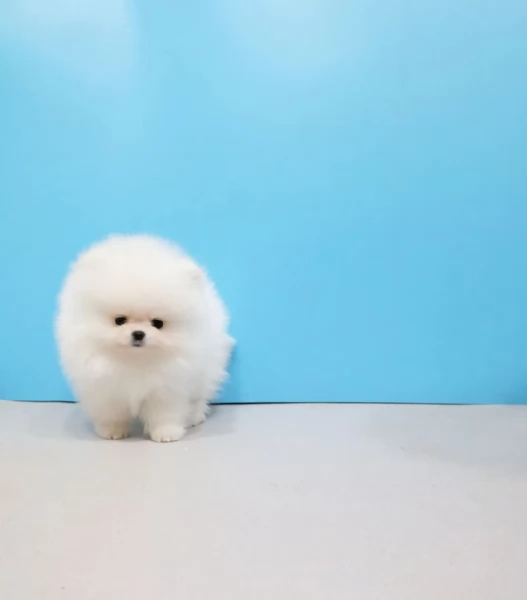 Adorabili cuccioli di Pomerania | Foto 0