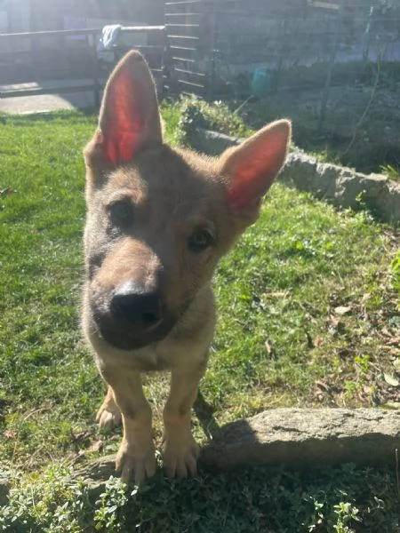 Cuccioli di lupo cecoslovacco