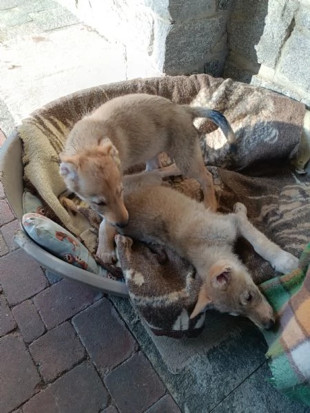 Cuccioli di lupo cecoslovacco | Foto 3