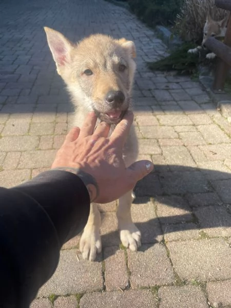 Cuccioli di lupo cecoslovacco | Foto 2