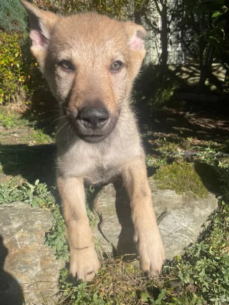 Cuccioli di lupo cecoslovacco | Foto 1