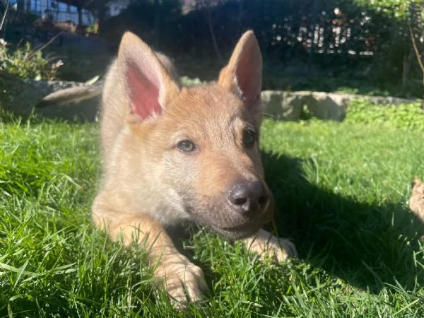 Cuccioli di lupo cecoslovacco | Foto 0