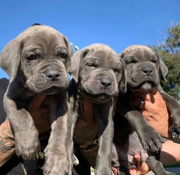 Cuccioli di canna sani corso.