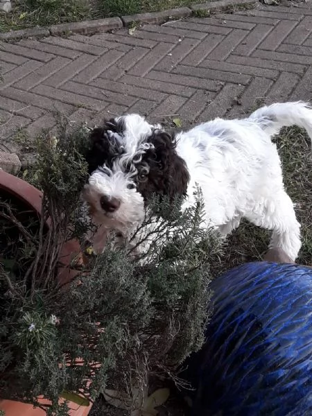 Cuccioli di Lagotto Romagnolo 