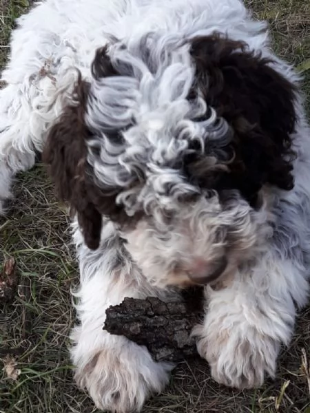 Cuccioli di Lagotto Romagnolo  | Foto 5