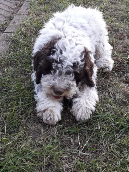 Cuccioli di Lagotto Romagnolo  | Foto 4