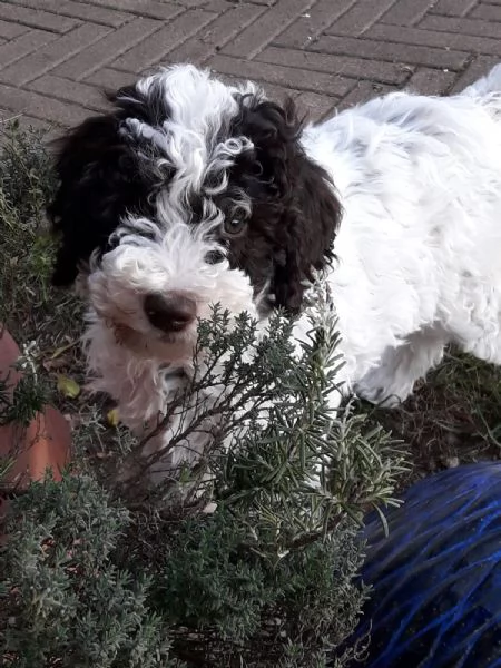 Cuccioli di Lagotto Romagnolo  | Foto 3