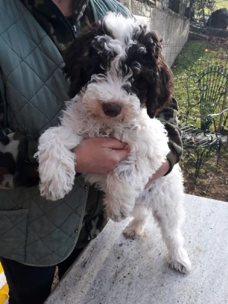 Cuccioli di Lagotto Romagnolo  | Foto 1