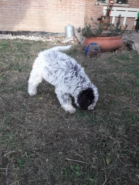 Cuccioli di Lagotto Romagnolo  | Foto 0