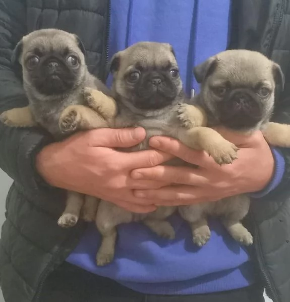 regalo cuccioli di carlino maschi e femmine | Foto 1