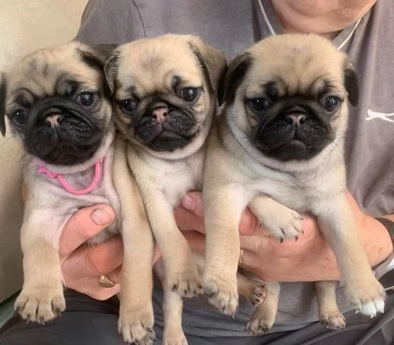 regalo cuccioli di carlino maschi e femmine