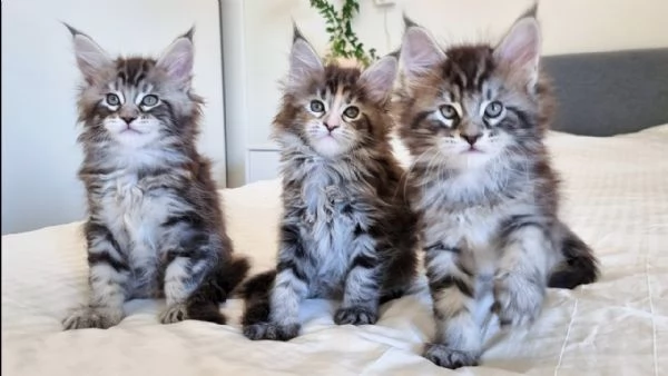 Gattini Maine Coon maschi e femmine