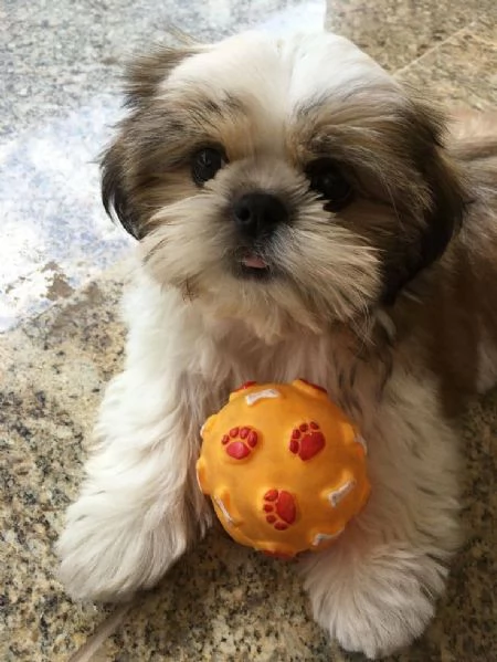 Regalo Shihtzu con PEDIGREE ENCI | Foto 0