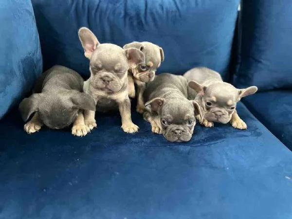 Cuccioli di Bulldog Francese in Adozione! | Foto 0